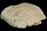 Fossil Tortoise (Stylemys) - Wyoming #143831-3